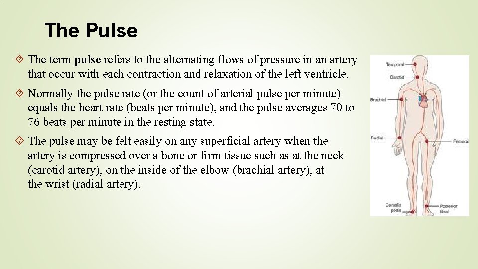 The Pulse The term pulse refers to the alternating flows of pressure in an