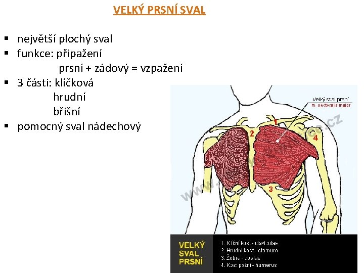 VELKÝ PRSNÍ SVAL § největší plochý sval § funkce: připažení prsní + zádový =