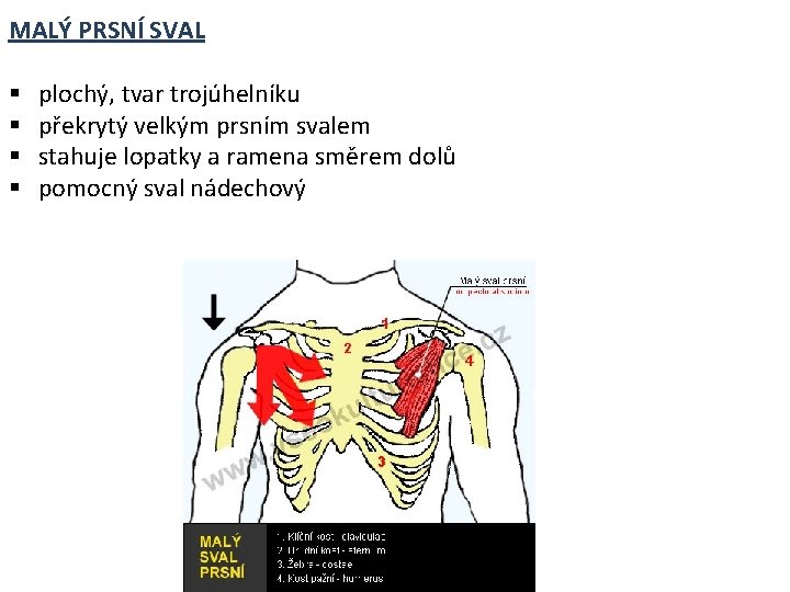 MALÝ PRSNÍ SVAL § § plochý, tvar trojúhelníku překrytý velkým prsním svalem stahuje lopatky