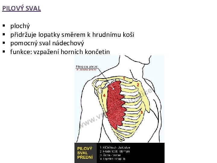 PILOVÝ SVAL § § plochý přidržuje lopatky směrem k hrudnímu koši pomocný sval nádechový