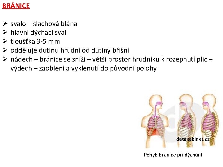 BRÁNICE Ø Ø Ø svalo – šlachová blána hlavní dýchací sval tloušťka 3 -5