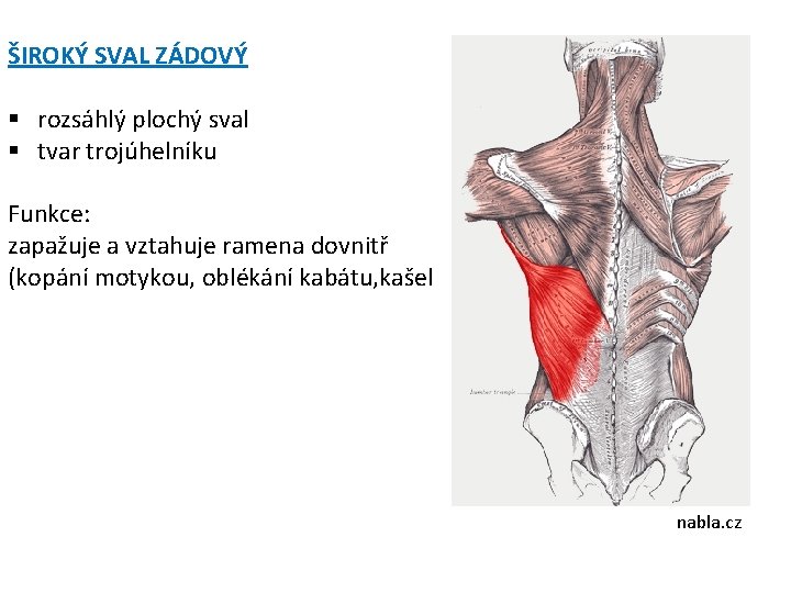 ŠIROKÝ SVAL ZÁDOVÝ § rozsáhlý plochý sval § tvar trojúhelníku Funkce: zapažuje a vztahuje