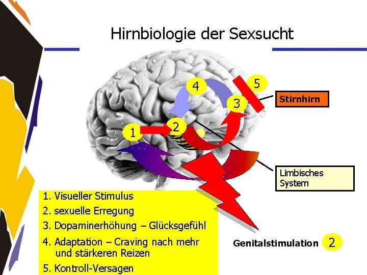 Hirnbiologie der Sexsucht 5 4 3 1 Stirnhirn 2 Limbisches System 1. Visueller Stimulus