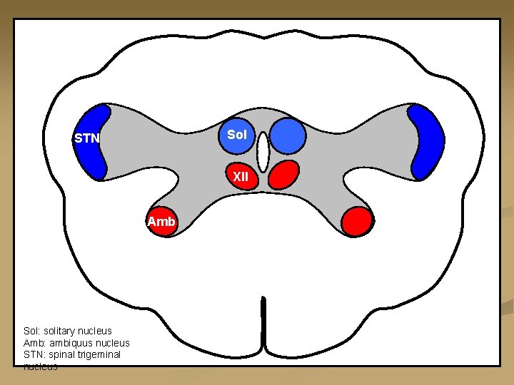 Sol STN XII Amb Sol: solitary nucleus Amb: ambiquus nucleus STN: spinal trigeminal nucleus