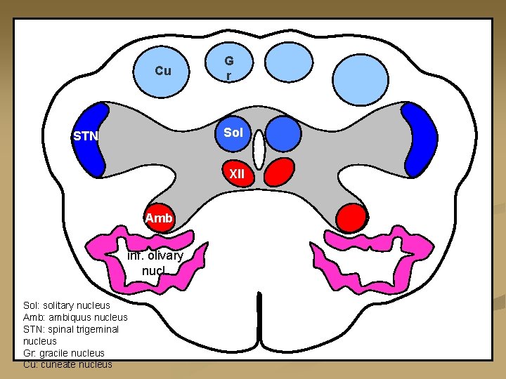 Cu G r Sol STN XII Amb inf. olivary nucl. Sol: solitary nucleus Amb: