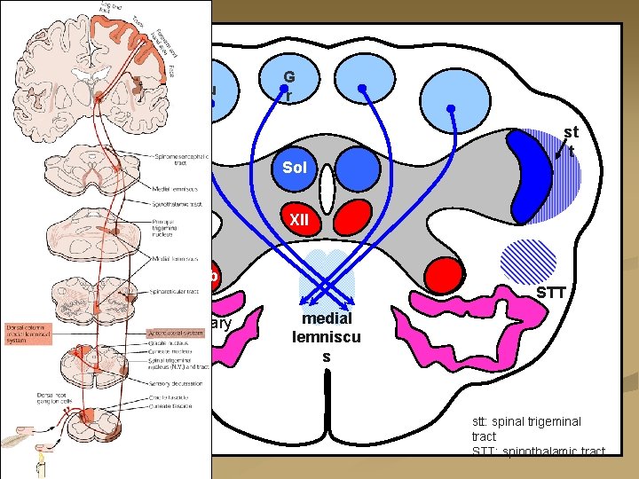 Cu G r Sol STN st t XII Amb inf. olivary nucl. STT medial