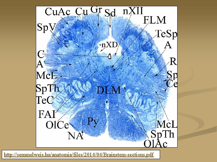 http: //semmelweis. hu/anatomia/files/2014/04/Brainstem-sections. pdf 
