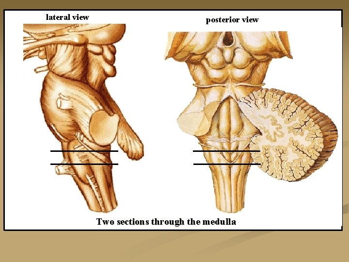 lateral view posterior view Two sections through the medulla 