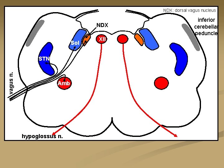 NDX: dorsal vagus nucleus NDX Sol vagus n. STN Amb hypoglossus n. XII inferior