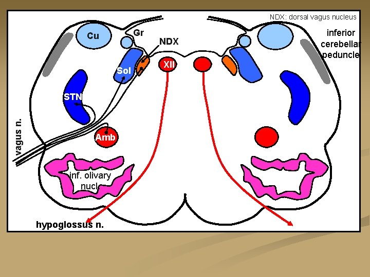 NDX: dorsal vagus nucleus Gr Cu Sol vagus n. STN Amb inf. olivary nucl.