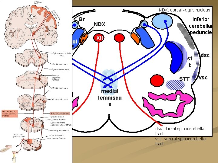 NDX: dorsal vagus nucleus Gr Cu Sol NDX XII vagus n. STN inferior cerebellar