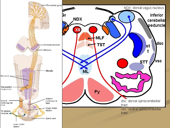 NDX: dorsal vagus nucleus Gr Cu Sol inferior cerebellar peduncle NDX XII MLF vagus