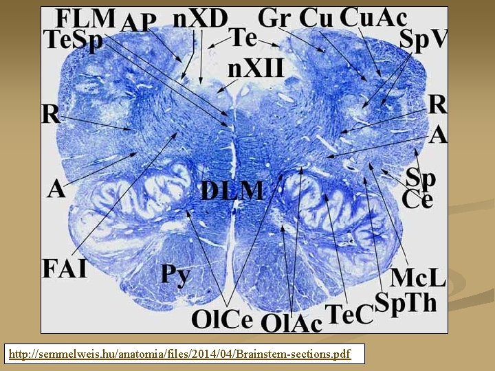 http: //semmelweis. hu/anatomia/files/2014/04/Brainstem-sections. pdf 