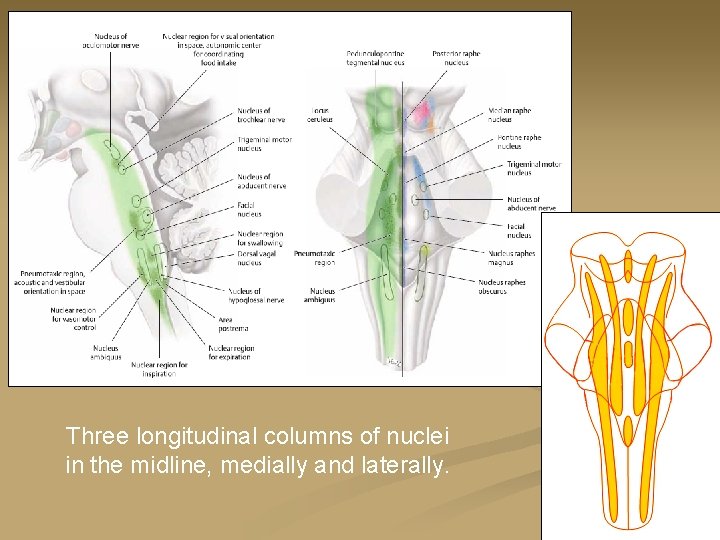 Three longitudinal columns of nuclei in the midline, medially and laterally. 