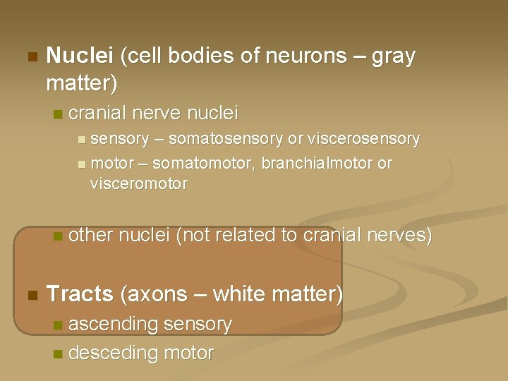 n Nuclei (cell bodies of neurons – gray matter) n cranial nerve nuclei n