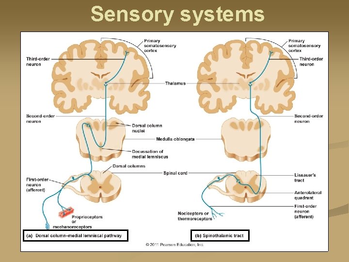 Sensory systems 