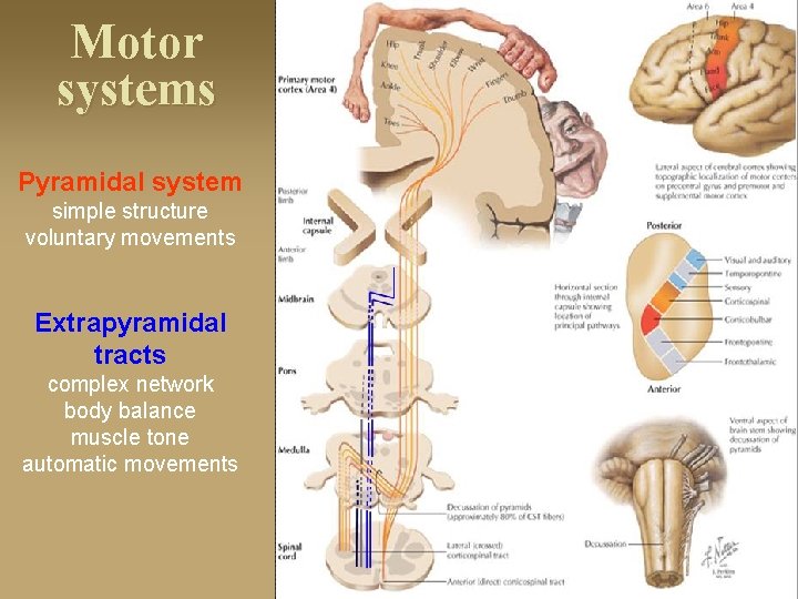 Motor systems Pyramidal system simple structure voluntary movements Extrapyramidal tracts complex network body balance