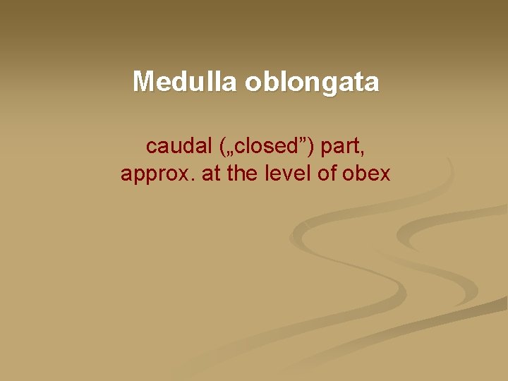 Medulla oblongata caudal („closed”) part, approx. at the level of obex 