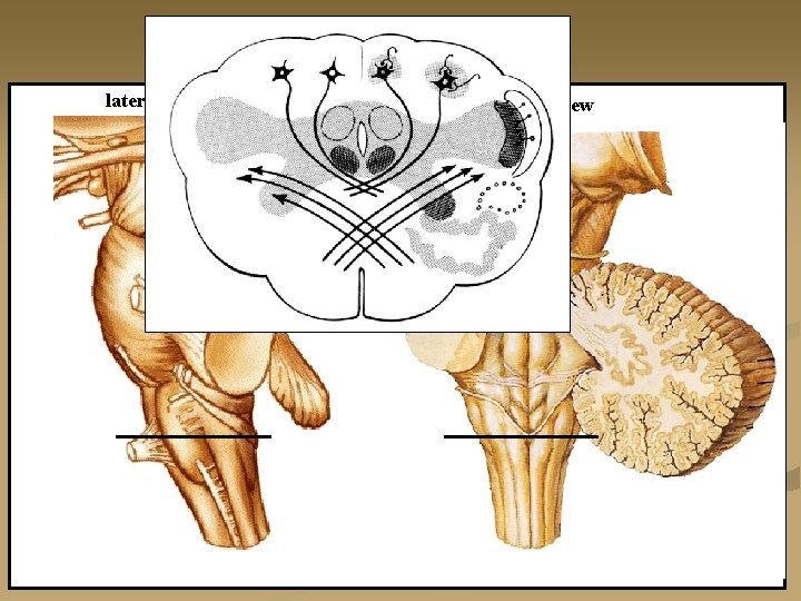 lateral view posterior view 