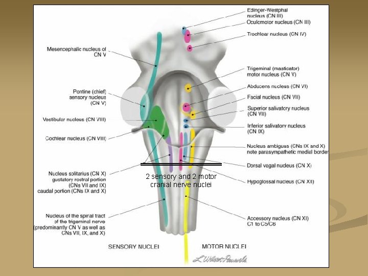 2 sensory and 2 motor cranial nerve nuclei 