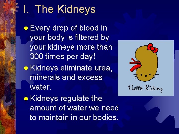 I. The Kidneys ® Every drop of blood in your body is filtered by I. The Kidneys ® Every drop of blood in your body is filtered by