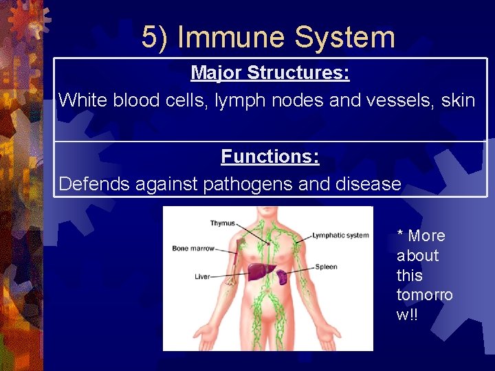 5) Immune System Major Structures: White blood cells, lymph nodes and vessels, skin Functions: 5) Immune System Major Structures: White blood cells, lymph nodes and vessels, skin Functions: