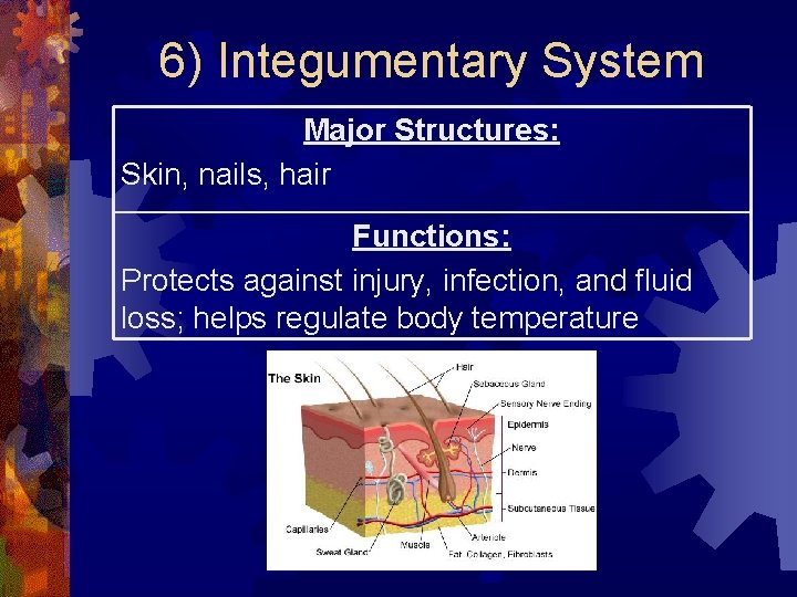 6) Integumentary System Major Structures: Skin, nails, hair Functions: Protects against injury, infection, and 6) Integumentary System Major Structures: Skin, nails, hair Functions: Protects against injury, infection, and