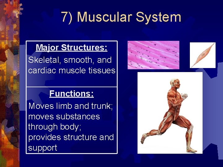 7) Muscular System Major Structures: Skeletal, smooth, and cardiac muscle tissues Functions: Moves limb 7) Muscular System Major Structures: Skeletal, smooth, and cardiac muscle tissues Functions: Moves limb