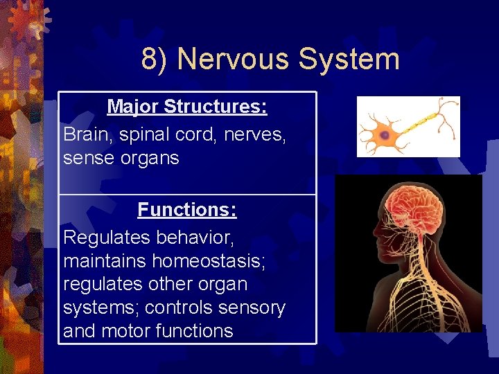 8) Nervous System Major Structures: Brain, spinal cord, nerves, sense organs Functions: Regulates behavior, 8) Nervous System Major Structures: Brain, spinal cord, nerves, sense organs Functions: Regulates behavior,