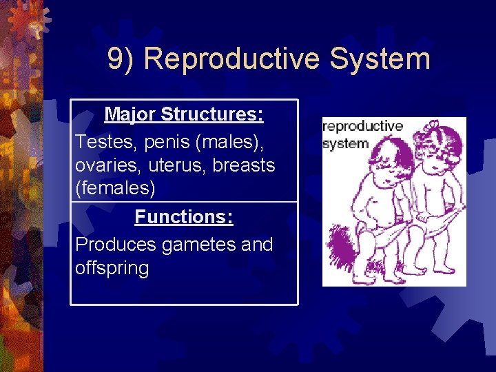 9) Reproductive System Major Structures: Testes, penis (males), ovaries, uterus, breasts (females) Functions: Produces 9) Reproductive System Major Structures: Testes, penis (males), ovaries, uterus, breasts (females) Functions: Produces