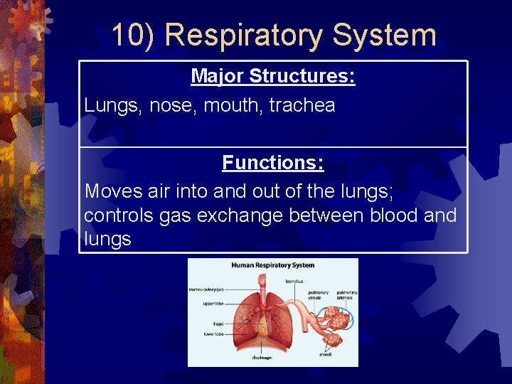 10) Respiratory System Major Structures: Lungs, nose, mouth, trachea Functions: Moves air into and 10) Respiratory System Major Structures: Lungs, nose, mouth, trachea Functions: Moves air into and