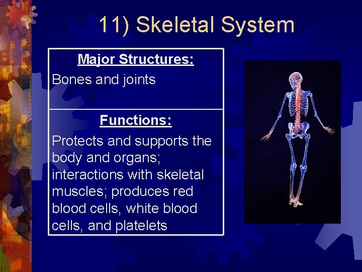 11) Skeletal System Major Structures: Bones and joints Functions: Protects and supports the body 11) Skeletal System Major Structures: Bones and joints Functions: Protects and supports the body