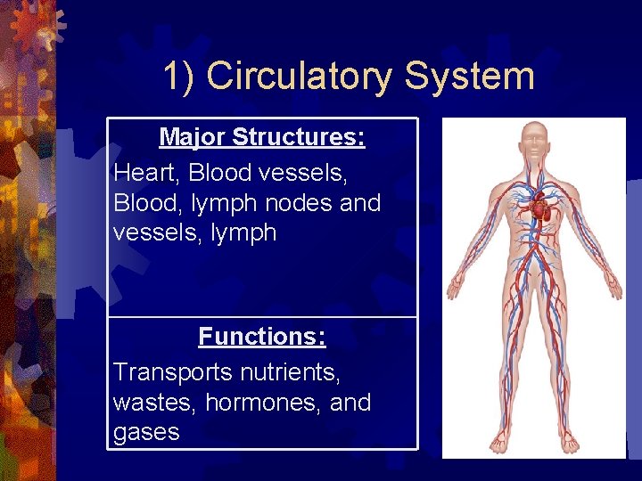 1) Circulatory System Major Structures: Heart, Blood vessels, Blood, lymph nodes and vessels, lymph 1) Circulatory System Major Structures: Heart, Blood vessels, Blood, lymph nodes and vessels, lymph