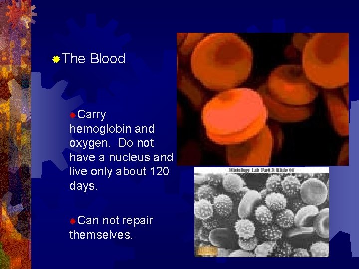 ®The Blood ®Carry hemoglobin and oxygen. Do not have a nucleus and live only ®The Blood ®Carry hemoglobin and oxygen. Do not have a nucleus and live only