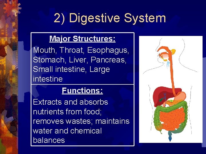 2) Digestive System Major Structures: Mouth, Throat, Esophagus, Stomach, Liver, Pancreas, Small intestine, Large 2) Digestive System Major Structures: Mouth, Throat, Esophagus, Stomach, Liver, Pancreas, Small intestine, Large