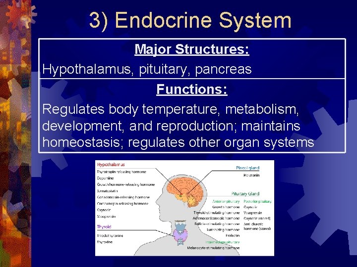 3) Endocrine System Major Structures: Hypothalamus, pituitary, pancreas Functions: Regulates body temperature, metabolism, development, 3) Endocrine System Major Structures: Hypothalamus, pituitary, pancreas Functions: Regulates body temperature, metabolism, development,