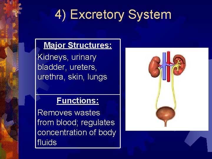 4) Excretory System Major Structures: Kidneys, urinary bladder, ureters, urethra, skin, lungs Functions: Removes 4) Excretory System Major Structures: Kidneys, urinary bladder, ureters, urethra, skin, lungs Functions: Removes