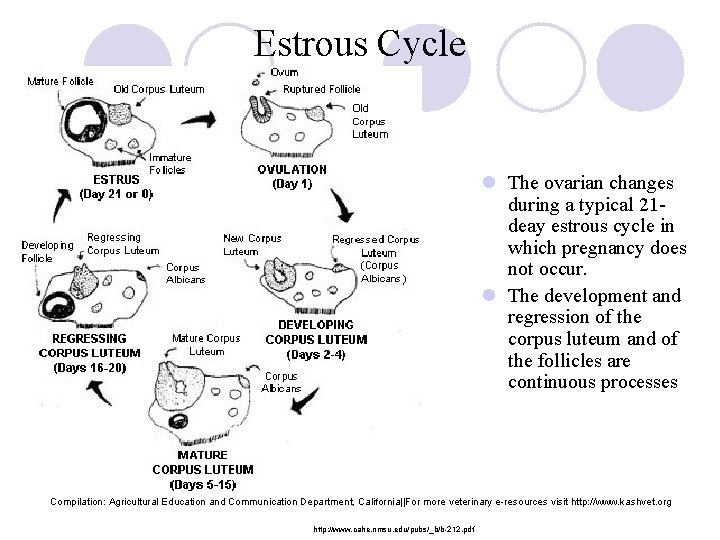 Estrous Cycle l The ovarian changes during a typical 21 deay estrous cycle in