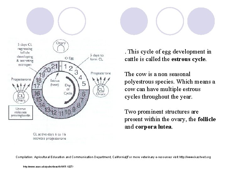 . This cycle of egg development in cattle is called the estrous cycle. The