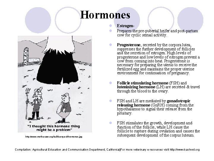 Hormones http: //www. mothercow. org/bull/barnyard/hormones. jpg l l Estrogen. Prepares the pre-pubertal heifer and