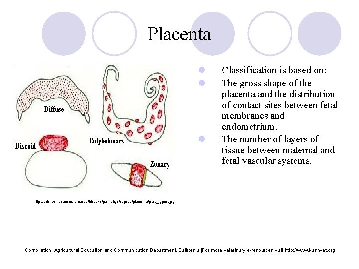 Placenta l l l Classification is based on: The gross shape of the placenta