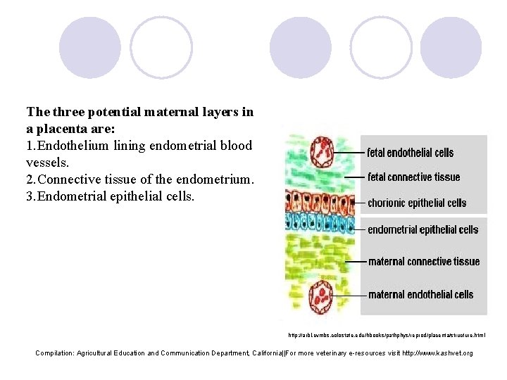 The three potential maternal layers in a placenta are: 1. Endothelium lining endometrial blood