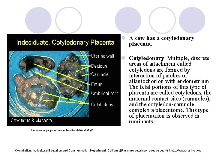 l A cow has a cotyledonary placenta. l Cotyledonary: Multiple, discrete areas of attachment
