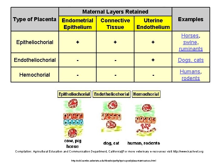 Maternal Layers Retained Type of Placenta Endometrial Epithelium Connective Tissue Uterine Endothelium Examples Epitheliochorial