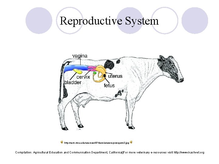 Reproductive System http: //cvm. msu. edu/courses/AP/bessie/cowreproorgans 3. jpg Compilation: Agricultural Education and Communication Department,