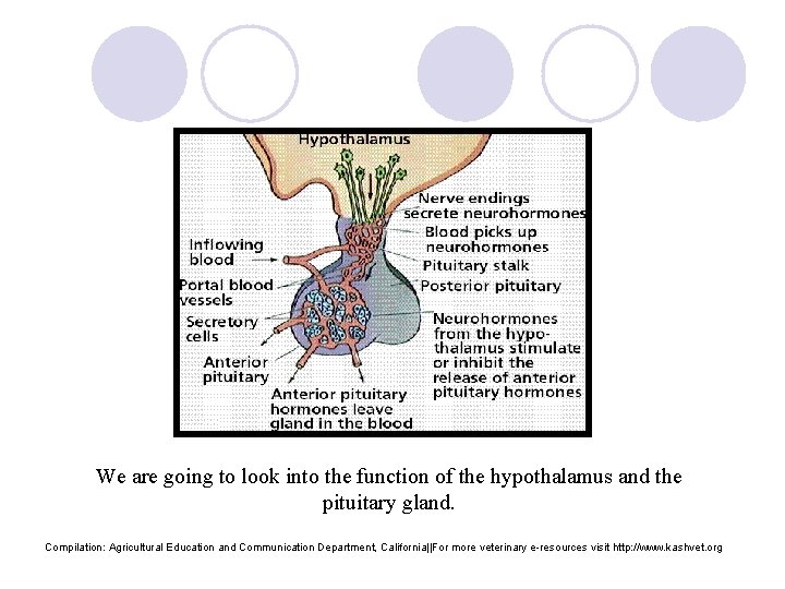 We are going to look into the function of the hypothalamus and the pituitary