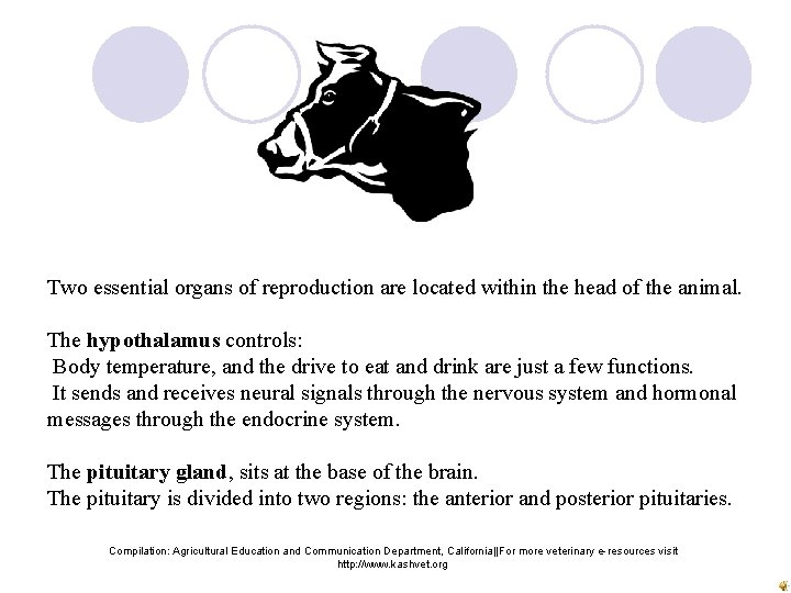 Two essential organs of reproduction are located within the head of the animal. The