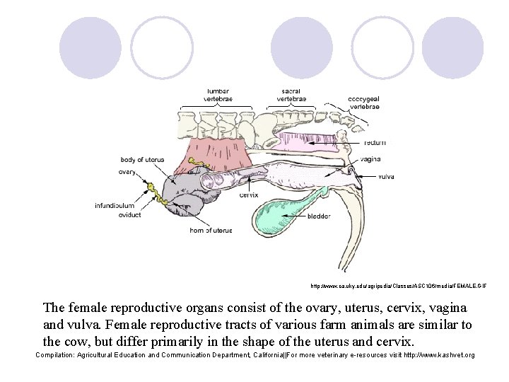 http: //www. ca. uky. edu/agripedia/Classes/ASC 106/media/FEMALE. GIF The female reproductive organs consist of the