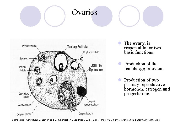 Ovaries l The ovary, is responsible for two basic functions: l Production of the