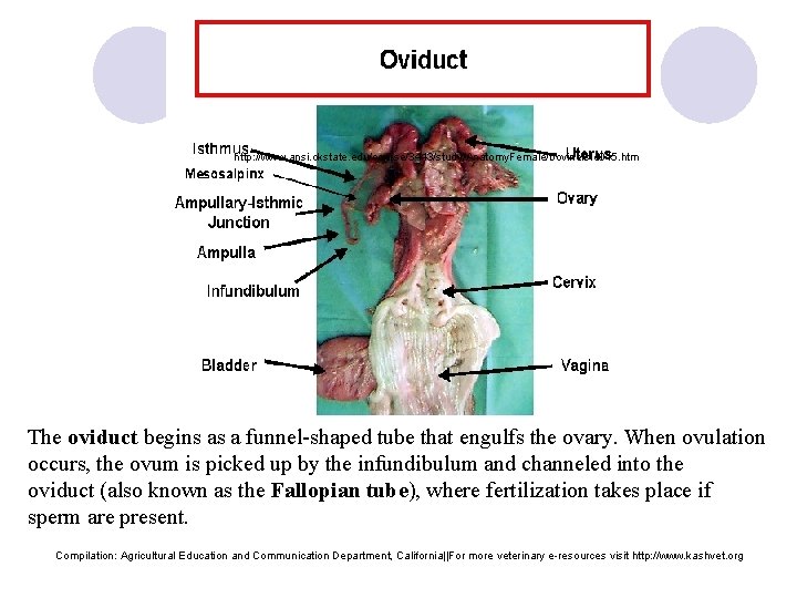 http: //www. ansi. okstate. edu/course/3443/study/Anatomy. Female/bovine/sld 015. htm The oviduct begins as a funnel-shaped